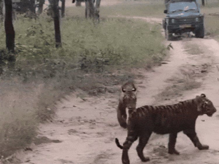 बाघिन T-28 के साथ घूमते दिखे 4 शावक:सीधी के संजय टाइगर रिजर्व के बाघ हो रहे पर्यटकों के साथ फ्रेंडली