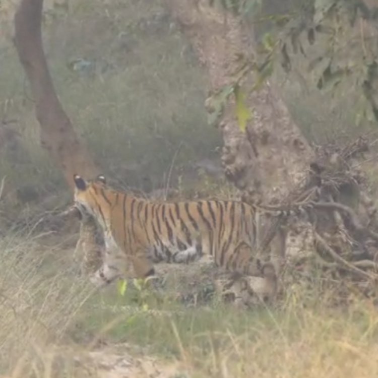 पेंच पार्क में शिकार ले जाती स्पॉट हुई बाघिन:वाइल्ड लाइफ फोटोग्राफर ने सोशल मीडिया पर शेयर किया वीडियो