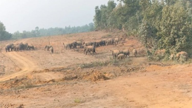हाथी के बच्चे की मौत के बाद 58 हाथियों का दल छाल रेंज में डटे