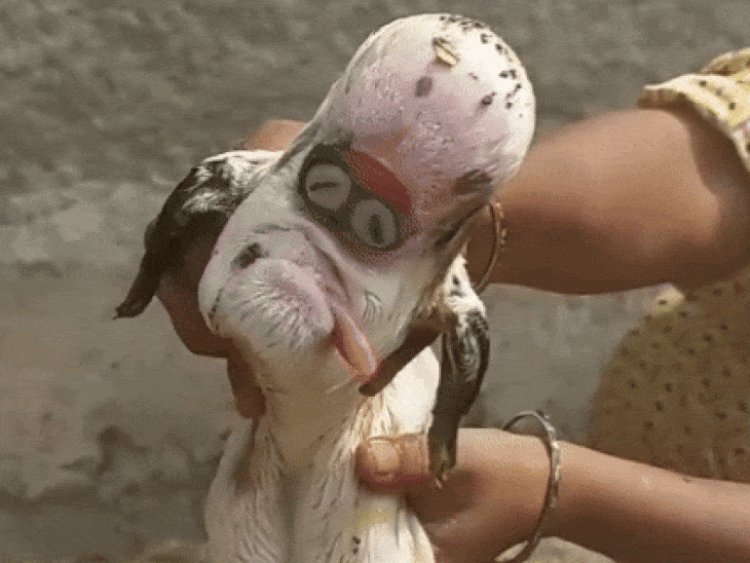 खरगोन में बकरी के जन्मे मेमने से कौतूहल:विशेषज्ञ बोले- यह आनुवांशिकी गड़बड़ी का मामला, बचने के आसार कम, लोग एलियन मान रहे