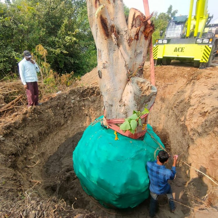बुरहानपुर में 50 साल पुराना पीपल का पेड़ हुआ ट्रांसप्लांट:कॉलोनी की मेढ़ पर लगाया गया, चार घंटे में पूरी हुई ट्रांसप्लांटेशन प्रक्रिया