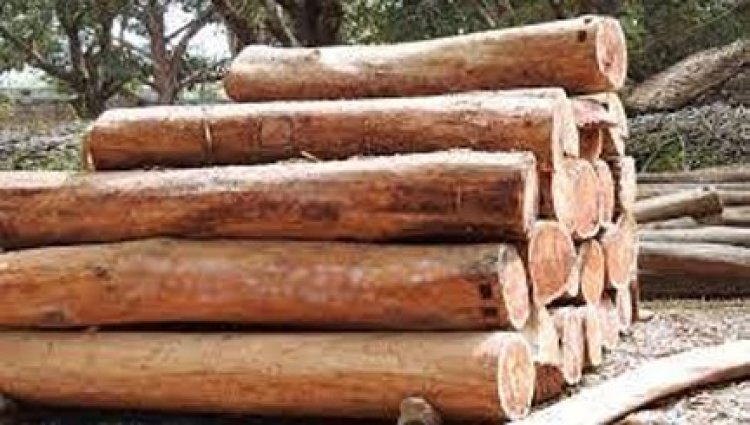 काष्ठागार-बांसागार में ईमारती लकड़ी, बांस, बल्ली एवं जलाऊ लकड़ी की बिक्री अब ई-नीलामी से