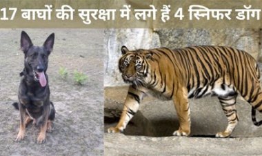 17 बाघों की सुरक्षा में लगे है 4 स्निफर डॉग