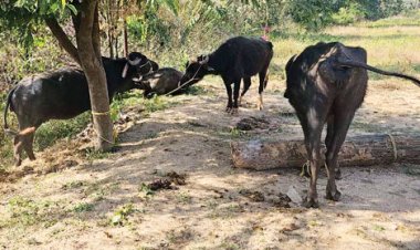 पुलिस को देख भागे तस्कर, पिकअप सहित 6 मवेशी बरामद