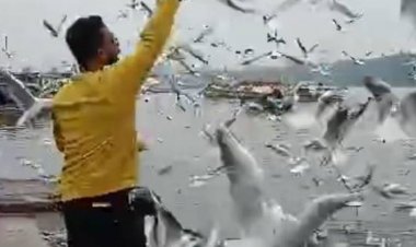 जबलपुर के नर्मदा घाटों में विदेशी पक्षी साइबेरियन का झुंड...‌VIDEO:ठंड में इन्हें निहारने पर्यटकों का लगता है जमावड़ा; 4 हजार किमी का सफर तय कर पहुंचें