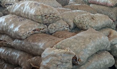 इंदौर मंडी में चिप्स आलू की आवक कमजोर:व्यापारी और प्लांट वाले सीधे खेतों से खरीद रहे; 14 से 18 रु. प्रति किलो बिक रहा राशन आलू