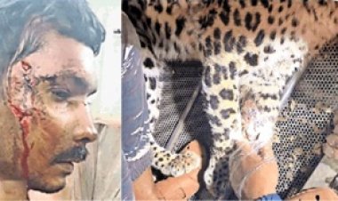 पहले युवक और फिर तीन साल की बच्ची पर हमला, माँ ने धर दबोचा तेंदुआ