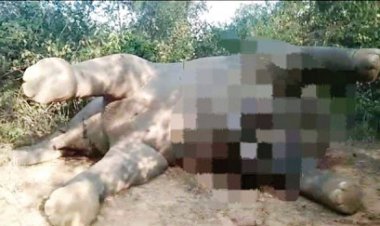 हाथी का शव मिला, जांच शुरु