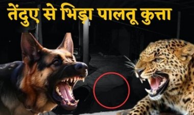 तेंदुए से भिड़ गया पालतू कुत्ता, दूर भगाकर बचा ली मालिकों की जान