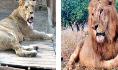 भोपाल के वन विहार में दहाड़ेंगे जूनागढ़ के सिंह:शाम तक पार्क में आएगा लॉयन का जोड़ा, इन्हें मिलाकर 5 हो जाएगी संख्या