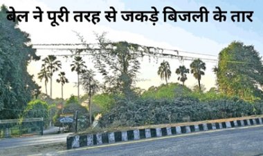 बिजली विभाग की लापरवाही बेल ने जकड़ा बिजली के तारो को