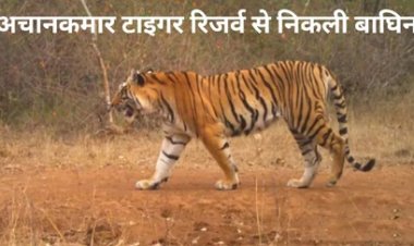 अचानकमार टाइगर रिजर्व से निकली बाघिन