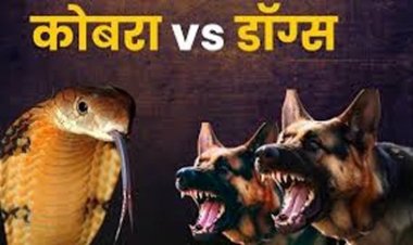पालतू कुत्तों ने घर में घुसे कोबरा से मुकाबला किया