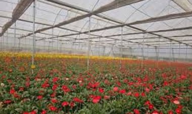 गुलाब की खेती से किसानों को सालाना हो रही लाखों की आय