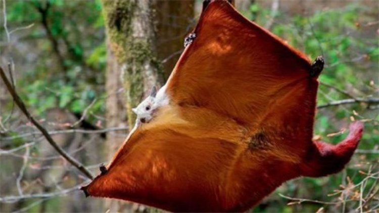 उड़ने वाली गिलहरी का शिकार करने वाले 5 गिरफ्तार