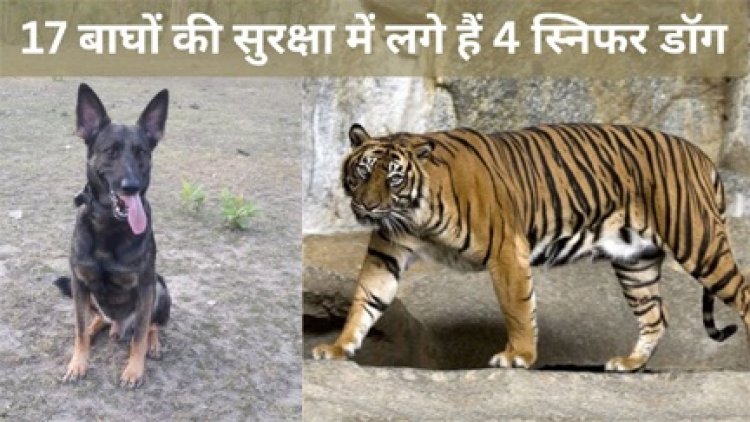 17 बाघों की सुरक्षा में लगे है 4 स्निफर डॉग