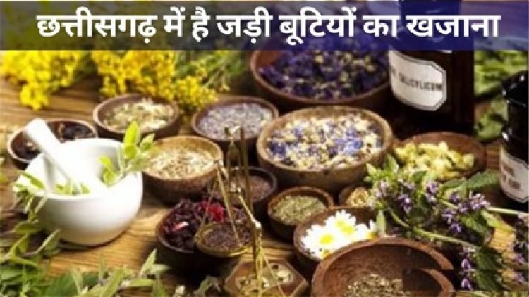 सरकारी मान्यता और जड़ी-बूटियों से बढ़ेगा छत्तीसगढ़ के वैद्यों का भरोसा