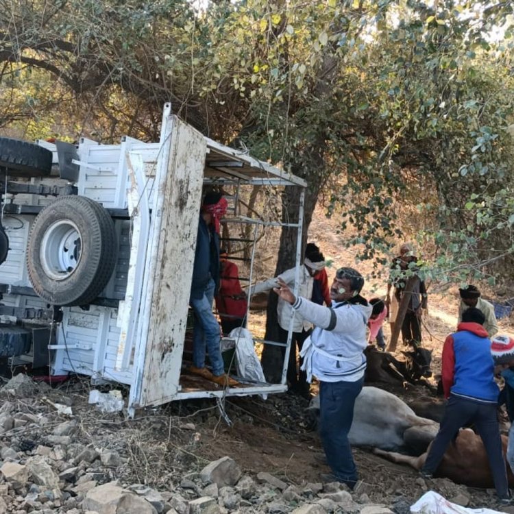 बुरहानपुर ​​​​​​में अवैध गौवंश तस्करी वाला ट्रक दुर्घटनाग्रस्त:3 पशुओं की मौत, कई घायल; वाहन चालक फरार, तलाश में जुटी पुलिस