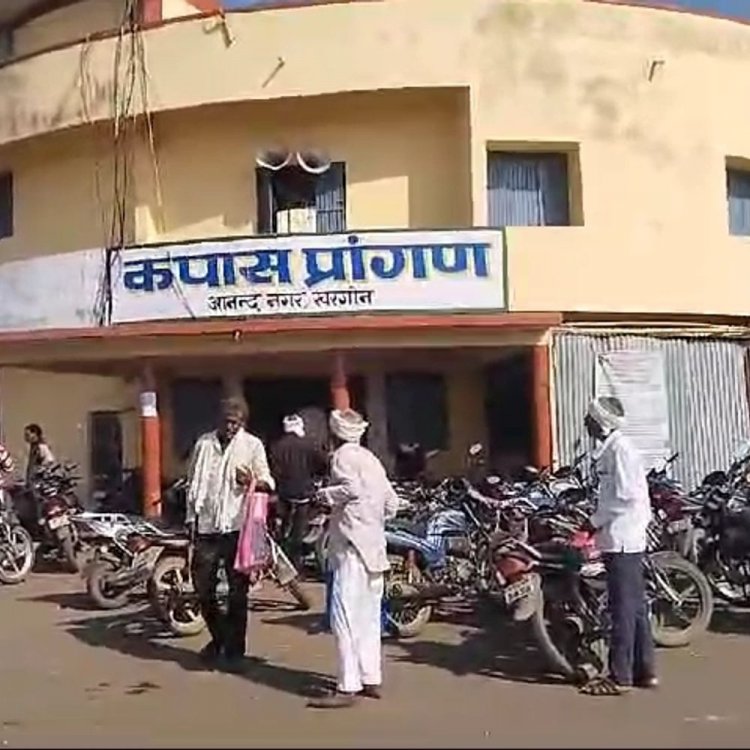 CCI की 6 दिन बंद रहेगी कपास खरीदी:मंडी सचिव ने जारी की सूचना, 23 दिसंबर से खरीदी होगी