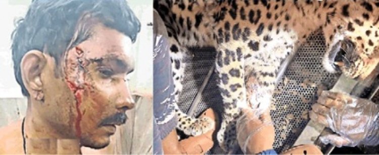 पहले युवक और फिर तीन साल की बच्ची पर हमला, माँ ने धर दबोचा तेंदुआ