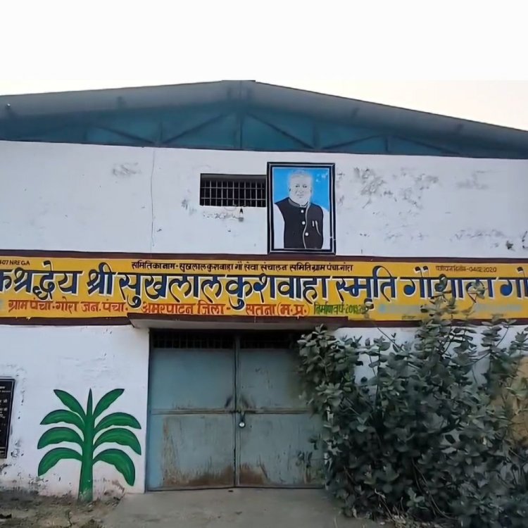 मैंहर में गौशाला के बाहर मृत पड़े है गौवंश:दफनाने की जगह नही, पूर्व सांसद की स्मृति में बनी है गौशाल