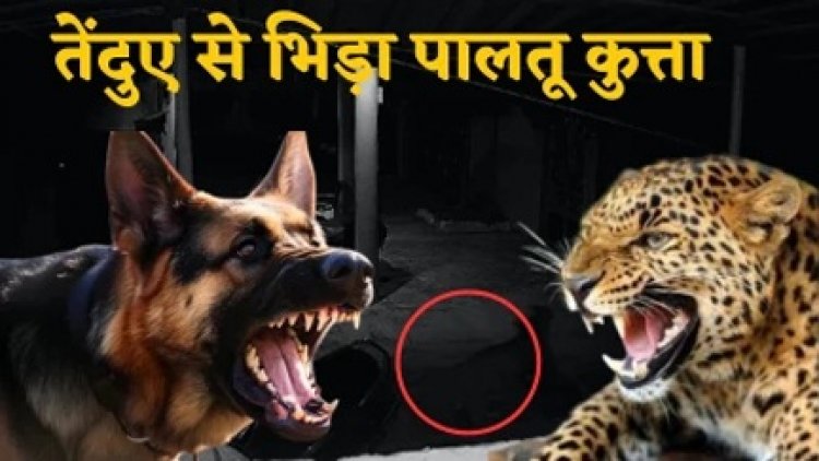 तेंदुए से भिड़ गया पालतू कुत्ता, दूर भगाकर बचा ली मालिकों की जान