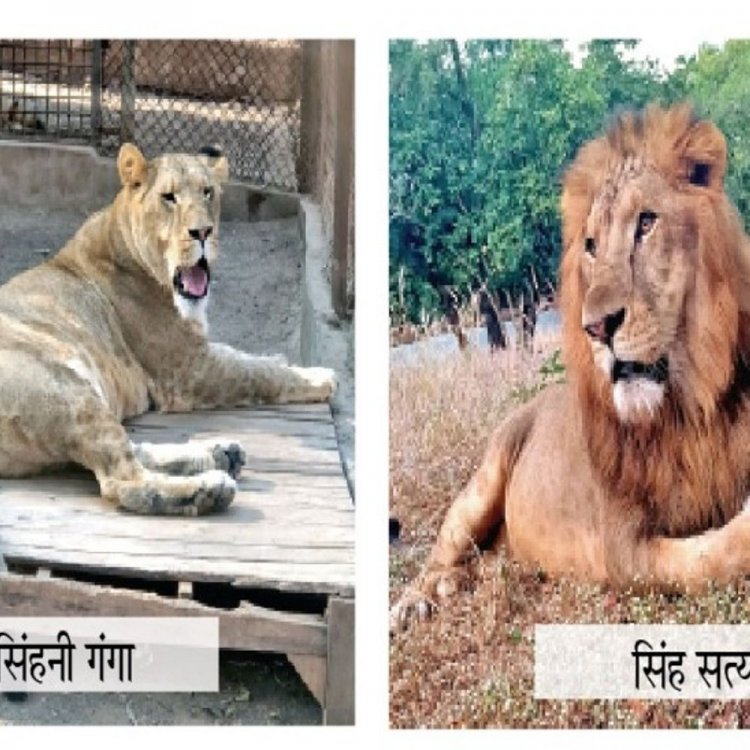 भोपाल के वन विहार में दहाड़ेंगे जूनागढ़ के सिंह:शाम तक पार्क में आएगा लॉयन का जोड़ा, इन्हें मिलाकर 5 हो जाएगी संख्या