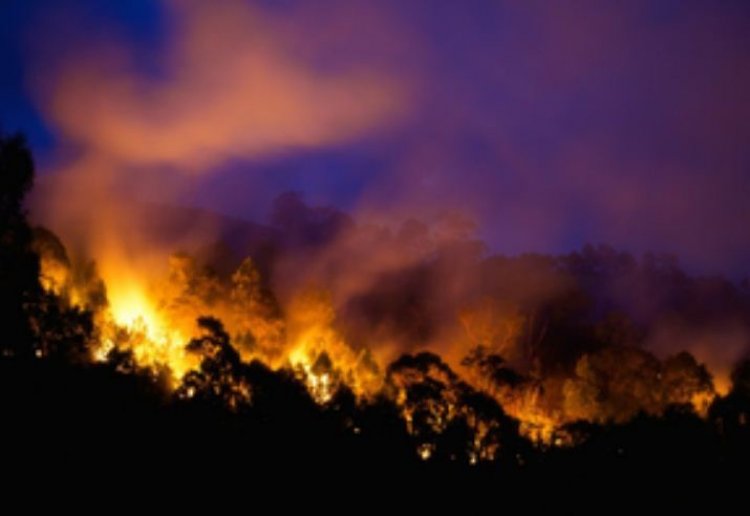 ऑस्ट्रेलिया : जंगल में लगी भीषण आग जल्द नहीं बुझेगी, अलर्ट जारी