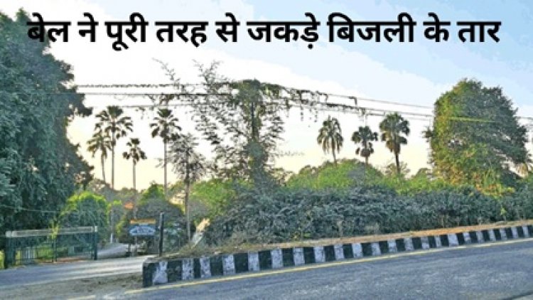 बिजली विभाग की लापरवाही बेल ने जकड़ा बिजली के तारो को