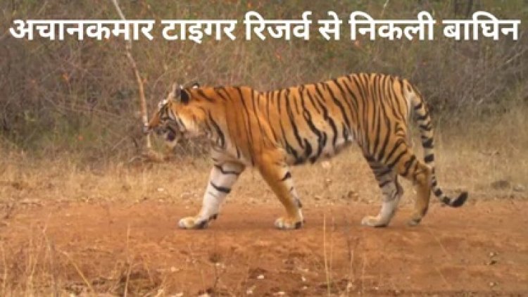 अचानकमार टाइगर रिजर्व से निकली बाघिन