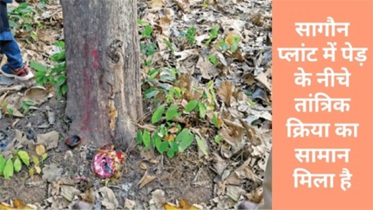 सागौन प्लांट में पेड़ के निचे तांत्रिक क्रिया का सामान मिला है