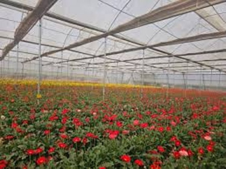 गुलाब की खेती से किसानों को सालाना हो रही लाखों की आय