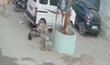 8 साल की बच्ची पर कुत्ते का हमला