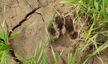 दबोह के पंडरी में जंगली जानवर के पगमार्ग मिले:चार दिन से ग्रामीण दहशत में, खेत पर जाने में भी डर रहे