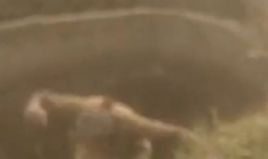 बिजली चोरी की जांच के दौरान किसान ने दी धमकी:कुरई में बिना कनेक्शन मोटर चलाने पर कार्रवाई, किसान ने कुएं में कूदकर विरोध किया