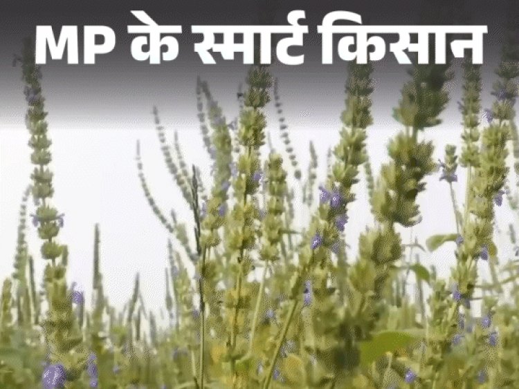 मैक्सिको के चिया सीड्स नर्मदापुरम में उगा रहे:यूट्यूब से सीखा आधुनिक खेती का तरीका; फलदार पेड़ों से कमा रहे दोगुना मुनाफा