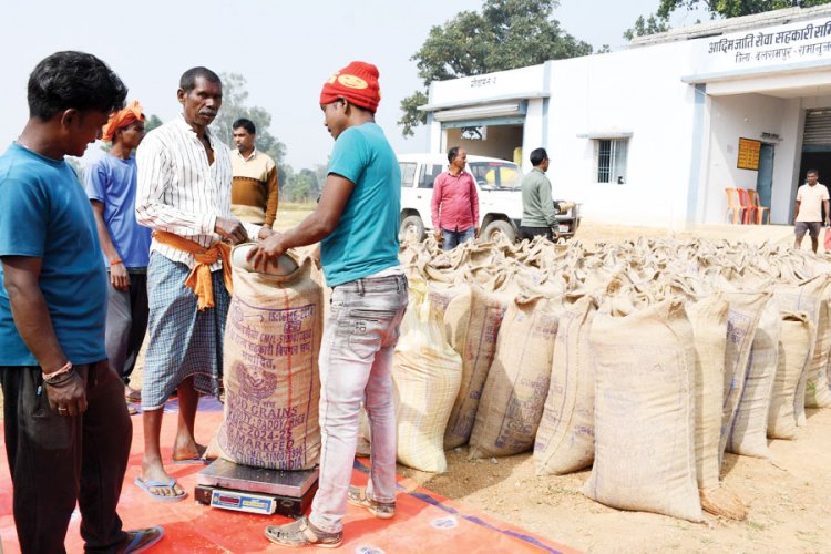 बलरामपुर में अब तक डेढ़ लाख टन धान खरीदी