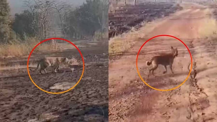 पन्ना टाइगर रिजर्व के कोर एरिया में पालतू कुत्ता घुसने से मचा हड़कंप