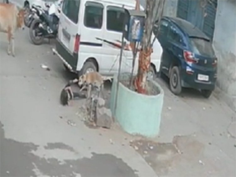 8 साल की बच्ची पर कुत्ते का हमला