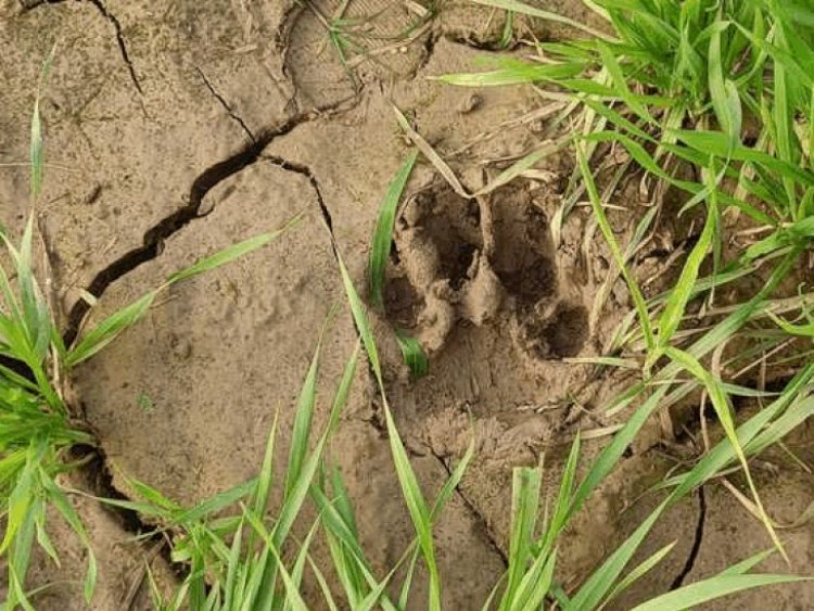 दबोह के पंडरी में जंगली जानवर के पगमार्ग मिले:चार दिन से ग्रामीण दहशत में, खेत पर जाने में भी डर रहे