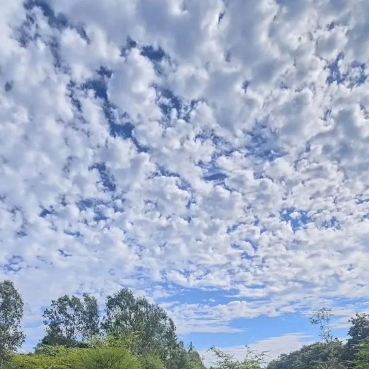 शाजापुर में सोमवार को दिन का तापमान 26.2°C दर्ज:9.0°C पर पहुंचा रात का पारा, 4 फरवरी को बारिश की संभावना