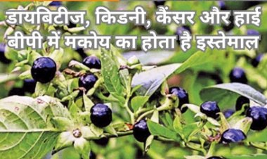 खरपतवारों के बीच उगने वाला मकोय, जिसके संरक्षण की है जरूरत