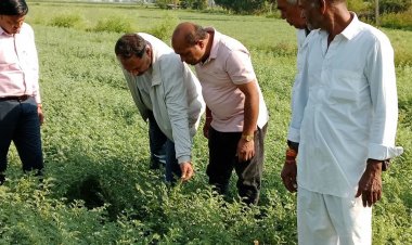हरदा के किसानों के लिए कृषि विभाग की सलाह:हवा से मक्का और गेहूं की सिंचाई से नुकसान का खतरा, फसल गिरने की आशंका