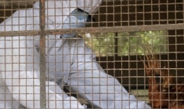 न्यूयॉर्क सिटी के चिड़ियाघरों में 15 पक्षियों के बर्ड फ्लू से मरने का संदेह