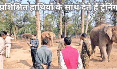 पुनर्वास केंद्र में तैयार हो रहे हाथी प्रबंधन के सिपाही, 500 को मिली ट्रेनिंग