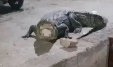 कासगंज में हजारा नहर से निकला मगरमच्छ:कॉलोनी में घुसा, पुलिस ने किया रेस्क्यू , नहर में छोड़ा