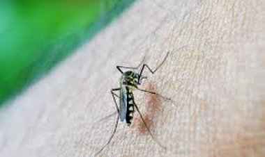 फिलीपीन के गांव ने डेंगू से निपटने के लिए मच्छर जिंदा या मुर्दा लाने पर इनाम की घोषणा की