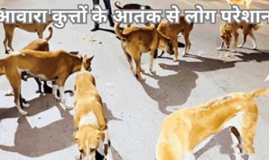 आवारा कुत्तों के आतंक से लोग परेशान