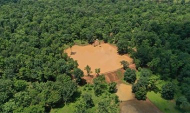 बस्तर क्षेत्र में वन आवरण के घनत्व में हुई उल्लेखनीय वृद्धि