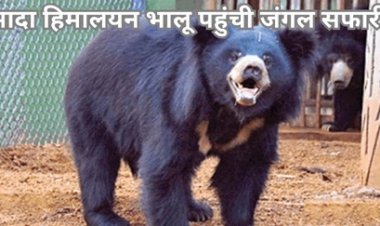 मादा हिमालयन भालू जंगल सफारी पहुंची
